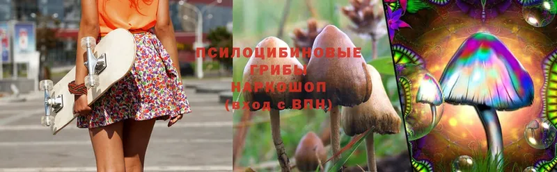 Галлюциногенные грибы Psilocybe  Харовск 